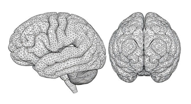 Detailed illustration of human brain anatomy from two angles