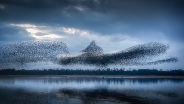 View of a massive starling murmuration forming a bird shape over Lough Ennell with small kayaks on the calm water under a dramatic cloudy sky County Westmeath, Ireland.
