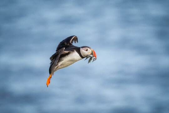 View of an Atlantic Puffin in flight carrying small fish in its beak over the blue sea at the Saltee Islands Ireland.