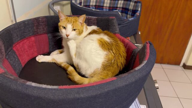 A ginger and white cat in a cat box.