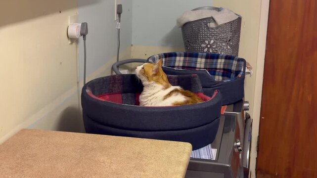 A ginger and White Cat in a Cat, half asleep in a cat box.