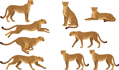 Cheetah Vector Character Set Featuring Wild African Big Cats Running Walking and Sitting in Various Poses for Nature and Wildlife Educational Designs © MdRaisul