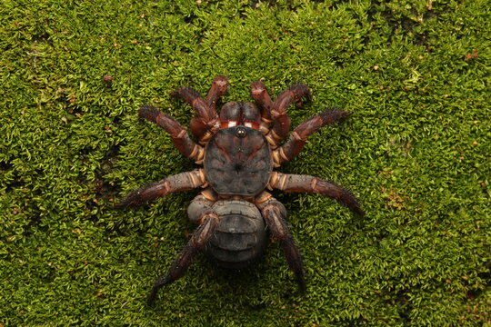 Female Liphistius birmanicus or Basal Segmented Spiders,  is a species of trapdoor spider that is native to Myanma and Thailand 
Tat Ton national park ,Chaiyaphum ,Thailand