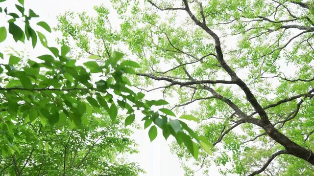 木々を見え気て進む映像
