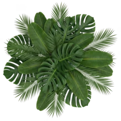 Overhead view of lush green tropical monstera and palm leaves isolated on transparent background © Nice PNG