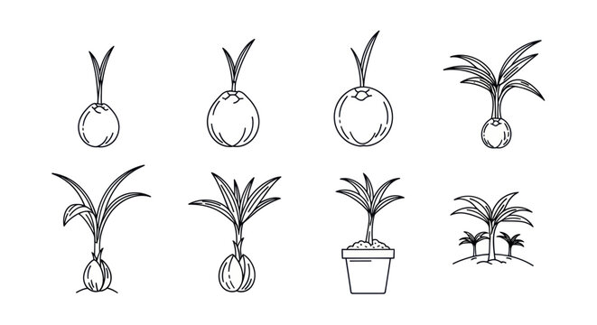 Various Illustrations of Plants and Bulbs in Different Stages of Growth