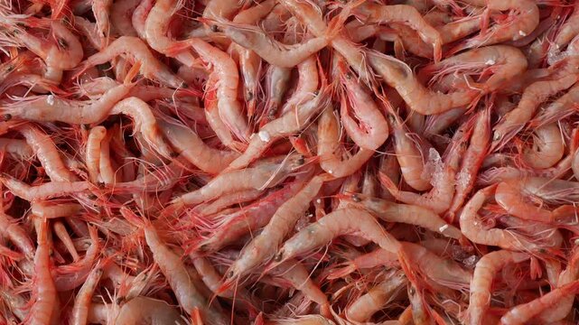 Shrimp catch from the ocean in a busy fishing market
