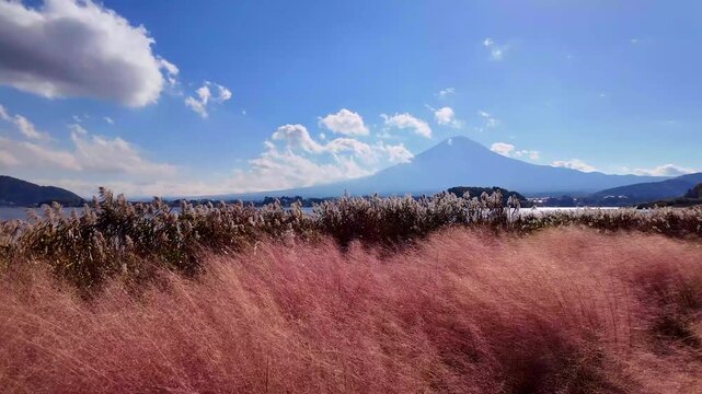 河口湖から見た秋の富士山とコキア　