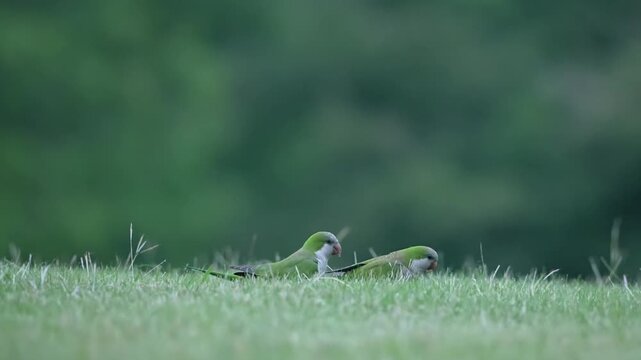 parrots on grass ground