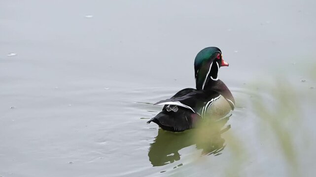 wood duck is swimming in the water