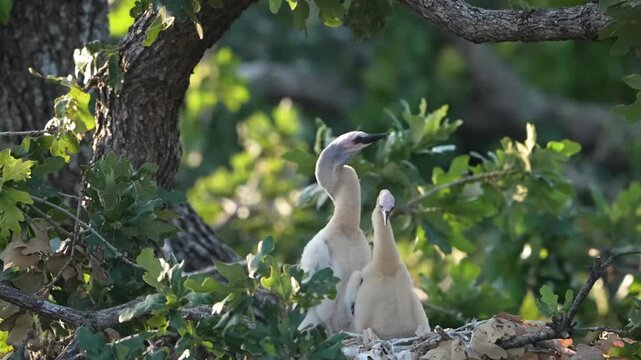 Parent egret is feeding baby anhinga in the nest with total 4 anhinga babies