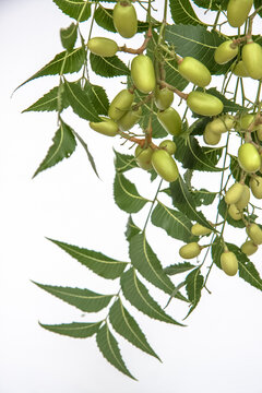Fruits de neem 