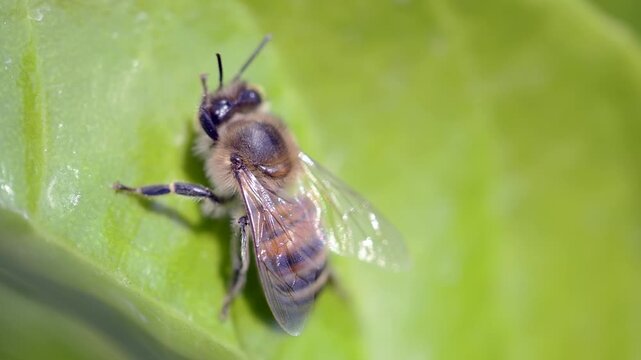Close-up of a bee on a green leaf collecting pollen