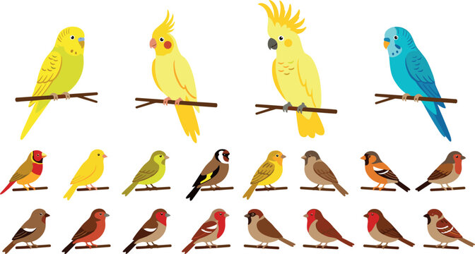 Collection of cute cartoon pet birds vector illustrations featuring colorful parrots budgies cockatiels cockatoos and various small perching finches and sparrows.