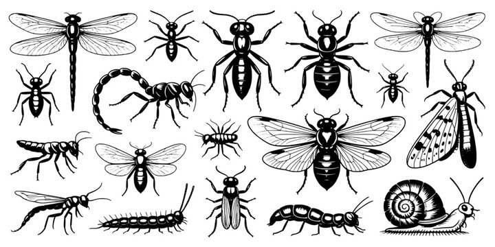 Insects and Bugs Collection with Detailed Black and White Illustrations Featuring Illustration, Nature, Entomology with Dragonfly and Ant Elements