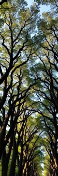 Looking Up Through Forest Canopy of Tall Trees