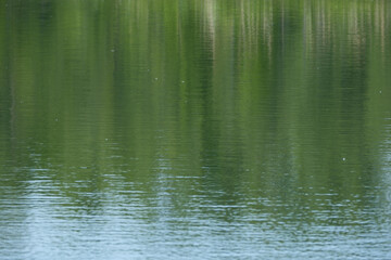 Obraz premium Water reflects forest canopy