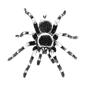 Stippled illustration of a tarantula spider, detailed dotwork drawing of a large arachnid with banded legs, artistic black and white pointillism style