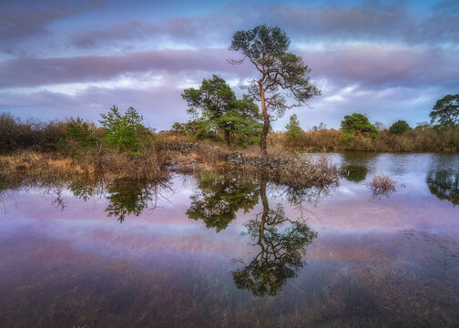 View of a lone pine tree reflected in the calm waters of a lake during twilight in Burren, County Clare, Ireland.
