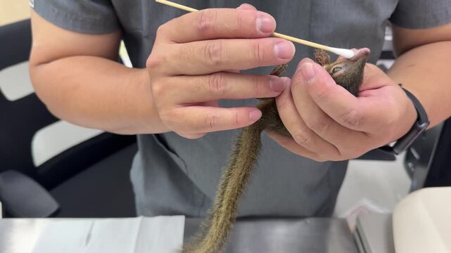 The veterinarian used a cotton swab to examine the inside of the injured tree squirrel's mouth and observed its condition to assess the necessary treatment.