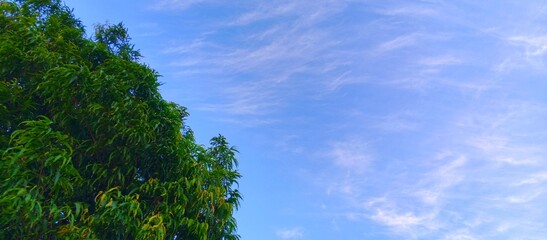 Fototapeta premium Vibrant green tree leaves with beautiful blue sky background and copy space
