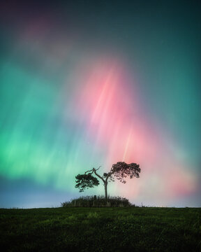 View of a lone tree silhouetted against a vibrant aurora borealis with green and pink northern lights in a starry night sky over a grassy hill in Knockbridge, County Louth, Ireland.