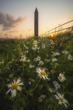View of the Chaine Memorial Tower rising behind a field of white daisies during a golden sunset in Larne, Northern Ireland, United Kingdom.