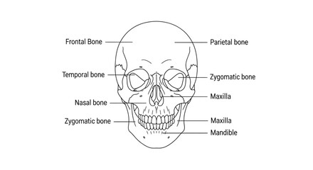Human Skull Anatomy Diagram Illustration. © alfan