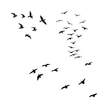 Group of wild birds flying in a curve silhouette vector. Free birds flight movement graphic illustration for outdoor adventure and eco branding.