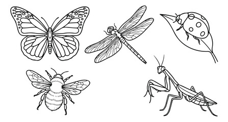Vintage insect line art collection, hand drawn butterfly and bee sketches, black and white dragonfly and ladybug illustrations, 5 vector icons © usman