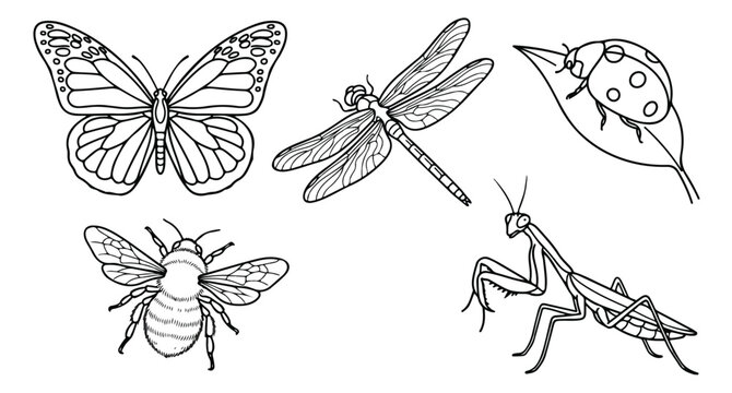 Vintage insect line art collection, hand drawn butterfly and bee sketches, black and white dragonfly and ladybug illustrations, 5 vector icons