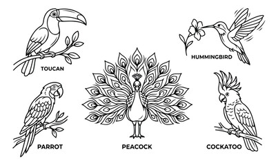 Tropical birds coloring page set with 5 icons, exotic bird line art collection including toucan, parrot, hummingbird, peacock, and cockatoo vector © usman