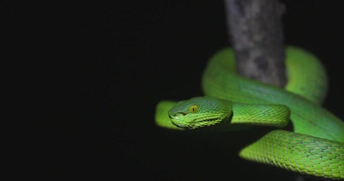 Red-tailed Pit Viper, Trimeresurus erythrurus, Odisha, India