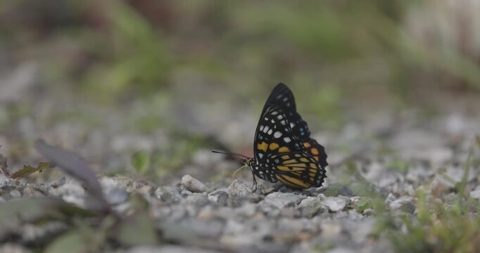 Eastern Courtier, butterfly, insect, Sikkim, India