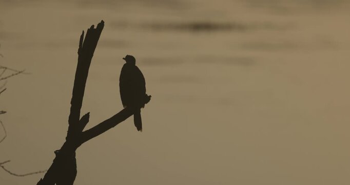 Cormorant, Birds, sunset, dusk, Bharatpur, Keoladeo Bird Sanctuary, Rajasthan, India