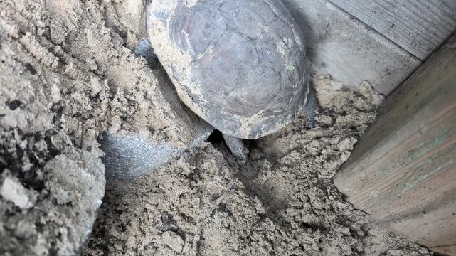 Gulf Coast Box Turtle Digging Nest for Egg Laying in Natural Habitat (Terrapene carolina major)