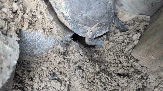 Gulf Coast Box Turtle Digging Nest for Egg Laying in Natural Habitat (Terrapene carolina major)