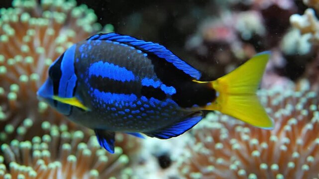 Close-Up View Of Vibrant Blue Tropical Fish Swimming Among Colorful Coral Reefs In Clear Ocean Water