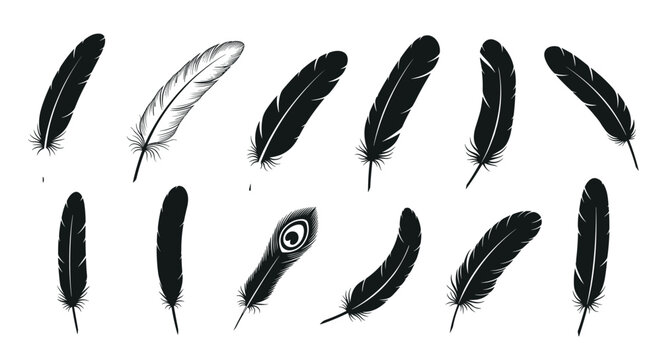 Set of black and white feather silhouettes showing different textures and bird species for elegant nature-inspired graphic design elements.