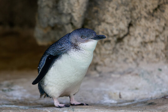 A single Little Penguin (Eudyptula minor), also known as 'Fairy Penguin', or 'Blue Penguin'.