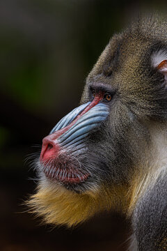 Side view, close up of Mandrill (Mandrillus sphinx)