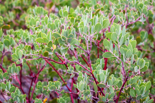 Arctostaphylos rudis, with the common names: shagbark manzanita and sand mesa manzanita