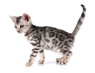 bengal kitten in studio © cynoclub