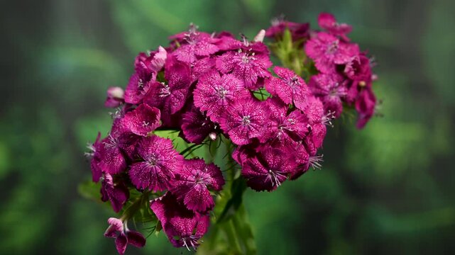 Rich Magenta Sweet William Dianthus Flowers on Green Background