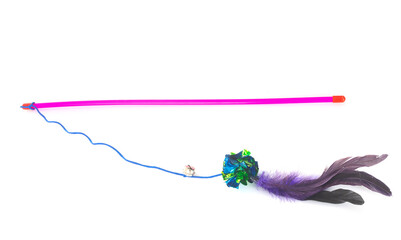 Obraz premium Feathered Pole Cat Toy