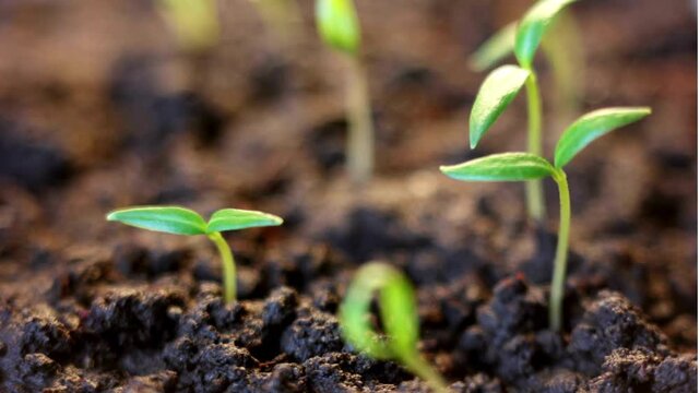Macro timelapse of small green plant seedlings growing in dark soil