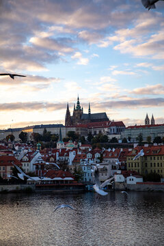 View of St. Vitus Cathedral and the Prague Castle complex overlooking the Vltava River with seagulls flying in the foreground at sunset Hlavni mesto Praha, Prague, Czechia.