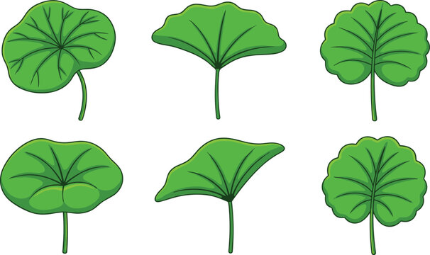 Gotu Kola Centella Asiatica Green Leaf Vector Icon Set for Traditional Herbal Medicine Skin Care Product Cosmetics and Healthy Lifestyle Graphic Design