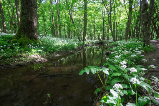 View of Hrudy creek flowing through a lush forest with blooming wild garlic flowers and sunlight filtering through the trees Bukova, Trnava Region, Slovakia.