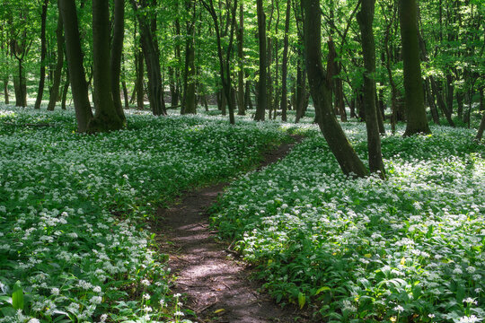 View of a narrow dirt path winding through a lush green forest carpeted with blooming white wild garlic flowers near Hrudy creek Bukova, Trnava Region, Slovakia.